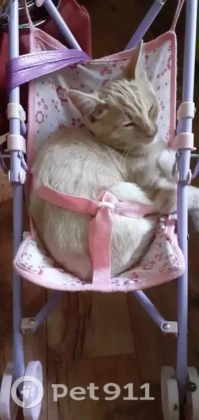 Пропала кошка, Центральная ул., 1, Константиново - photo