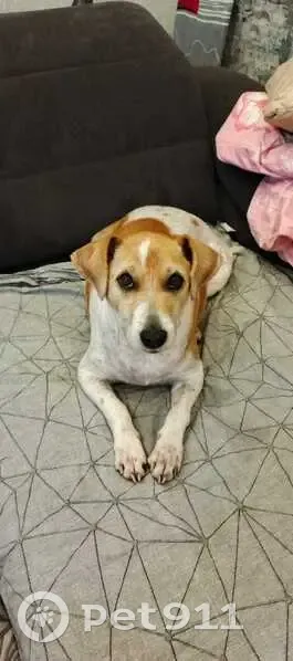 Пропала собака Сёма, Емельянова 64, Калининград - photo