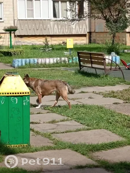 Собака найдена: Малаховская, 2, Красноярск - photo