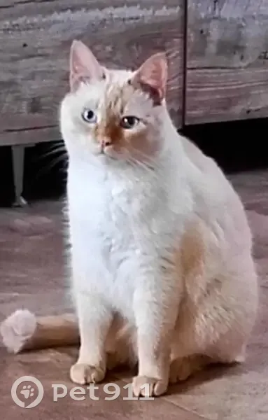 Пропала кошка, Ленинская ул., Уварово - photo