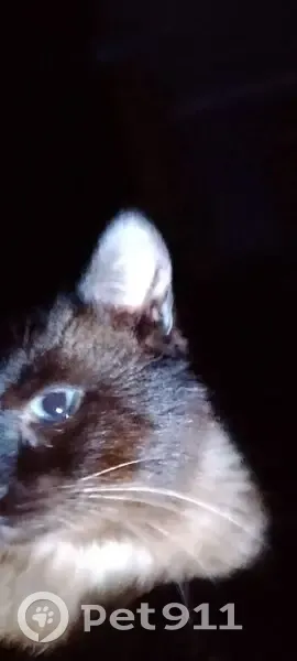 Пропала тайская кошка, Казачинская 37 - photo