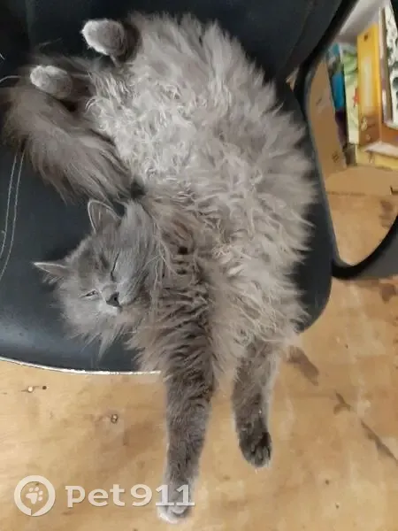 Пропала кошка, ул. Кутузова, 31, Уфа - photo