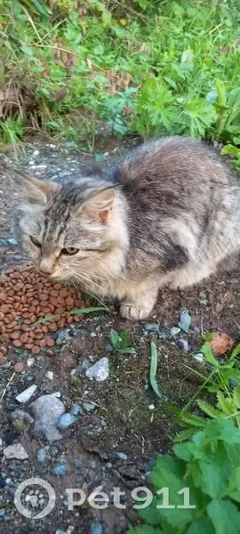 Кошка найдена, Свердловская обл. - photo
