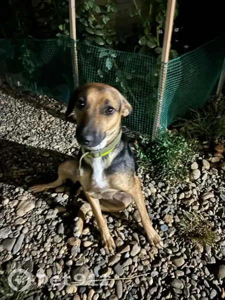 Собака найдена: Ахтанизовская 12, Краснодар - photo