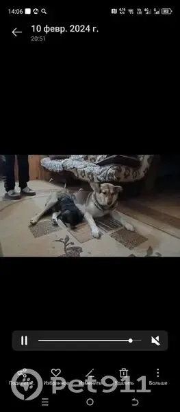 Пропала собака, Ермолово, Рязанская обл. - photo