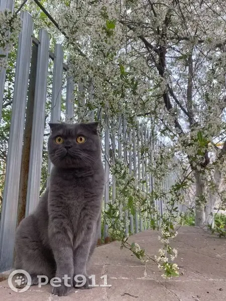 Пропал серый кот, Южный Урал, Новая 14а - photo