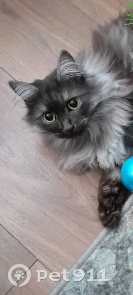 Пропала кошка, 2-я Комовская ул., 17, Тейково - photo