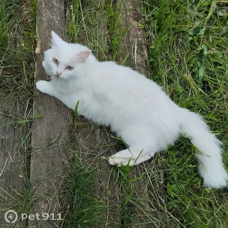 Пропала кошка, ул. Кузнецова, 28, Юрла - photo