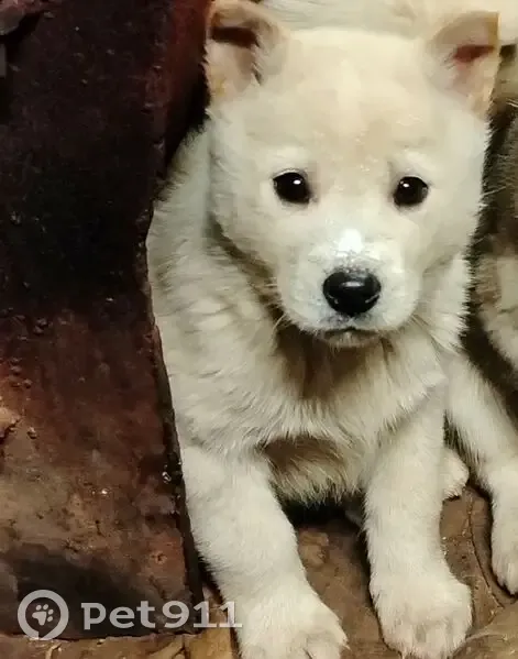 Пропала собака в Нягани, Югра - photo