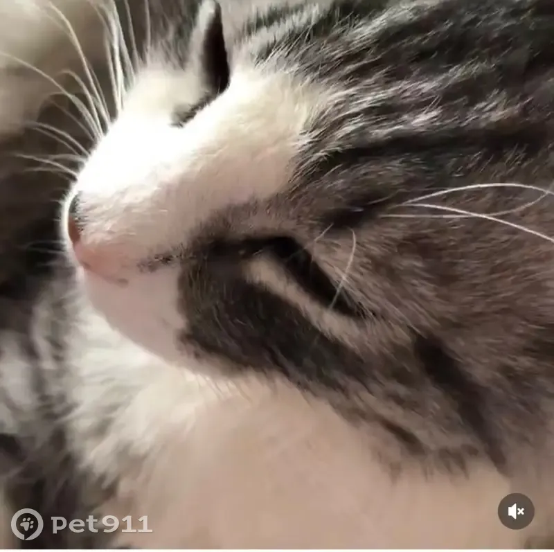 Пропала кошка Борис, ул. Светлая 42, Мишкино - photo