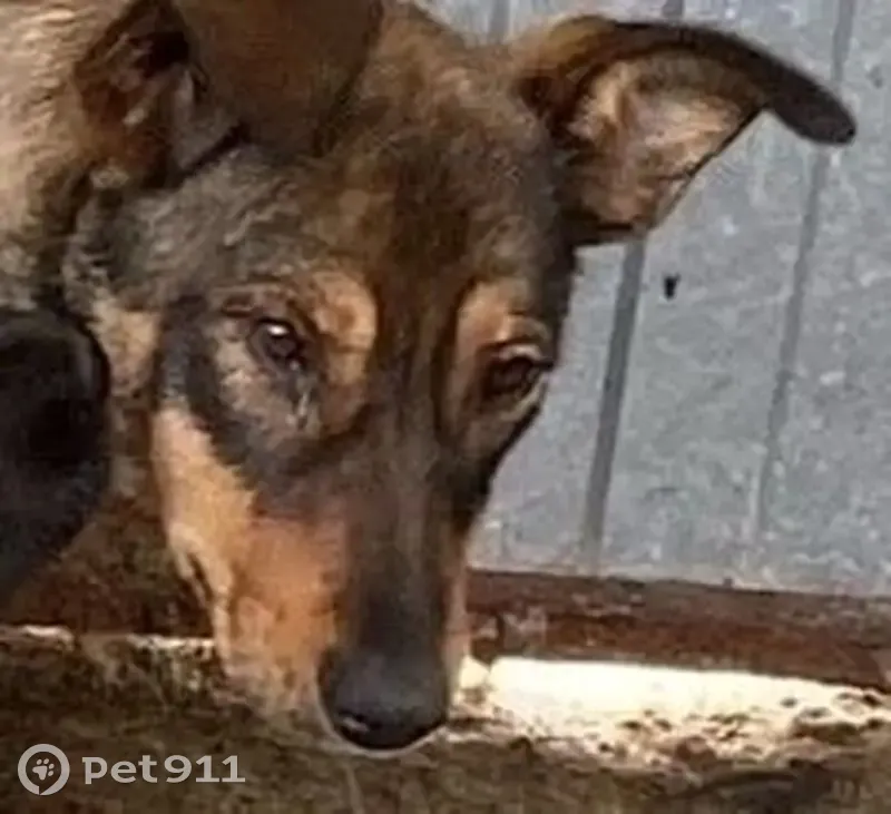 Собаки найдены в Аксубаевском районе, Татарстан - photo