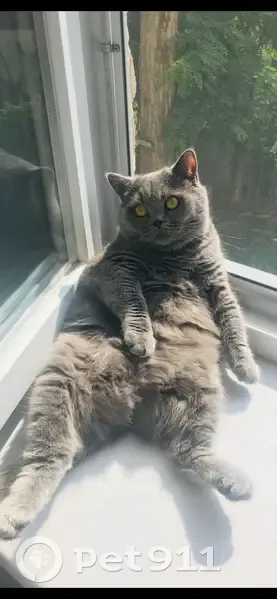 Пропала кошка, Радищева 69, Симферополь - photo