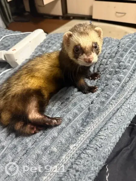 Пропал хорек, Кулунда, Алтайский край - photo