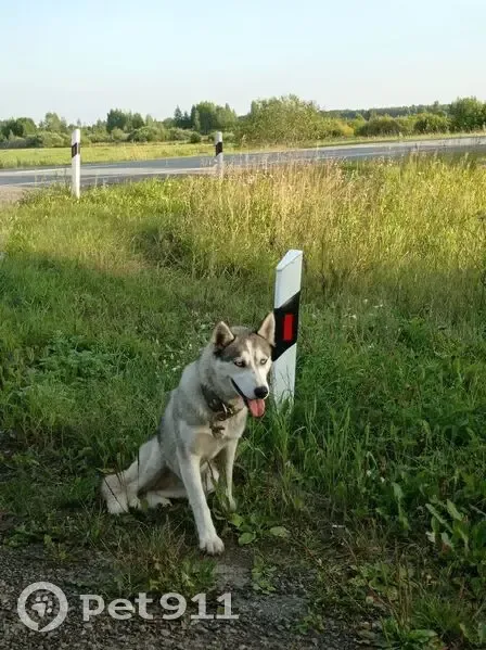 Собака найдена у Деево и Арамашка/Жуково - photo