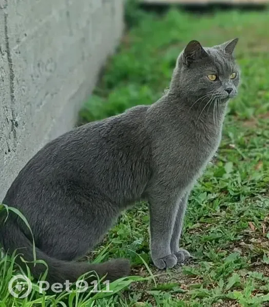 Пропала кошка Тима, ул. Ленина, Адзитарово - photo