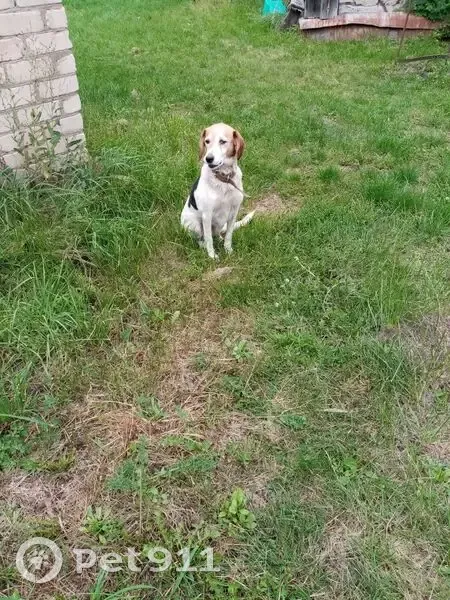 Найдена собака, Покрово-Казинская ул. - photo