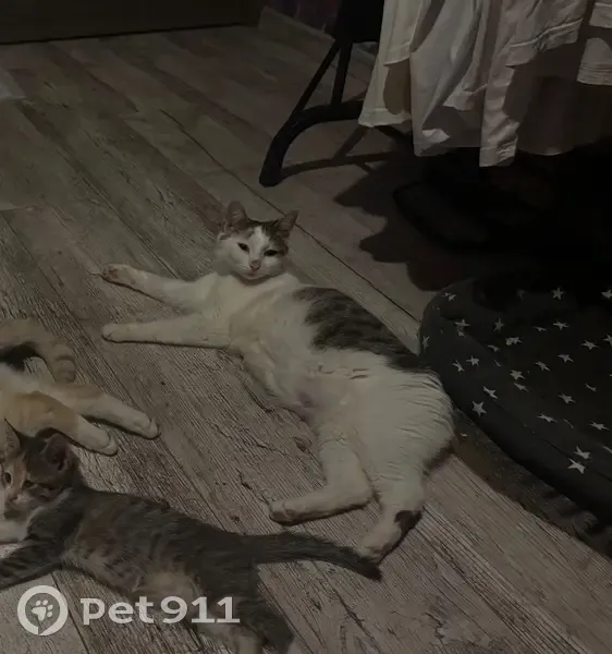 Пропала кошка, Советская 25, Шахунья - photo