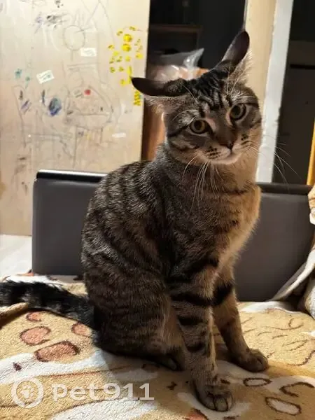 Пропала кошка, ул. Красных Коммунаров, 4 - photo