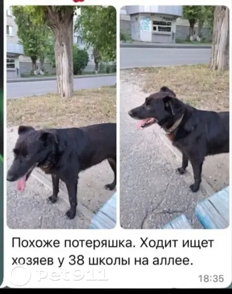Пропала собака на ул. Сердюкова, Волгоград - photo