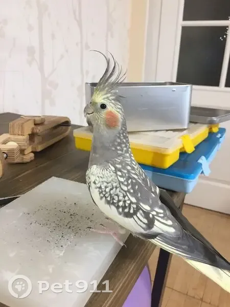 Пропала птица, Коммунистическая 40, Севастополь - photo