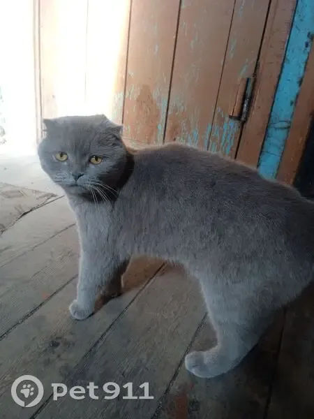 Котик найден: ул. Энтузиастов, Томск - photo