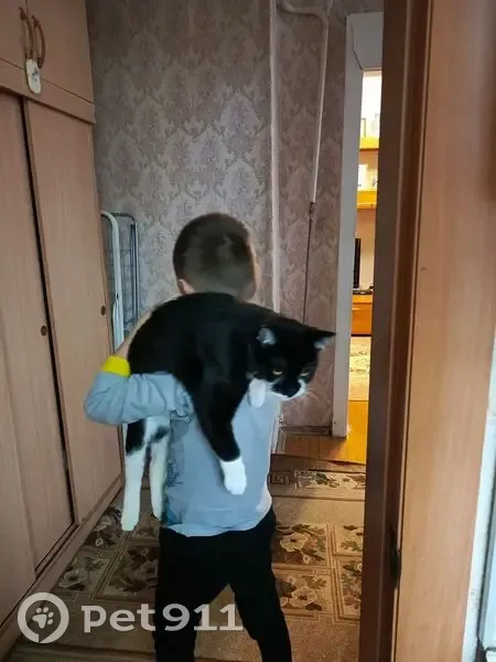 Пропал кот Маркиз, Ставропольская 113 - photo