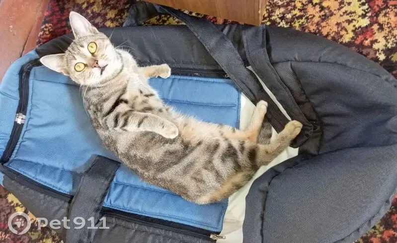 Пропала кошка, Набережная ул., Курганинск - photo