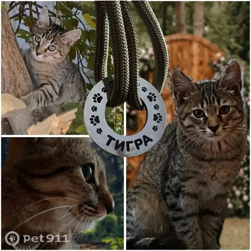 Пропал кот Тигра, ул. Ленина 64 - photo