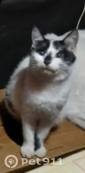 Пропала слепая кошка, Бугаёвское СП - photo