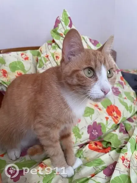 Пропала кошка, Восточно-Кругликовская 28/3 - photo