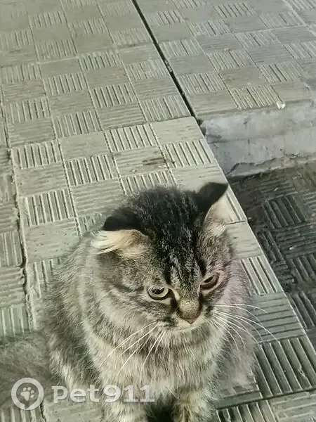 Беременная кошка найдена на ул. 40 лет РВСН, 4 - photo