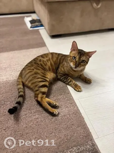 Пропала бенгальская кошка, Инжавино - photo