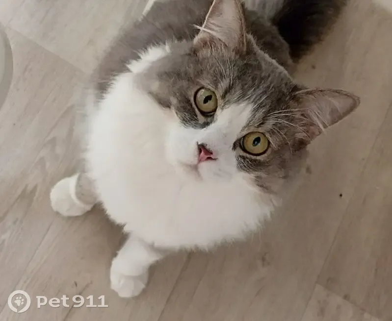 Пропала кошка, пр. Зарипова 13А, Альметьевск - photo