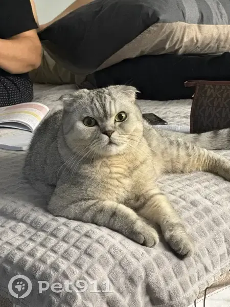 Пропала кошка, Павловское с/п - photo