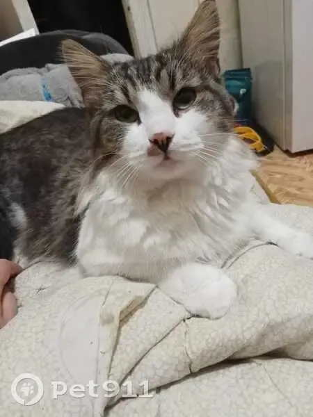 Пропал кот Герман, Средний пр-кт ВО, 7 - photo