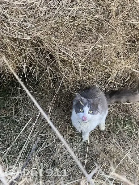 Пропала кошка, Селихино, Хабаровский край - photo