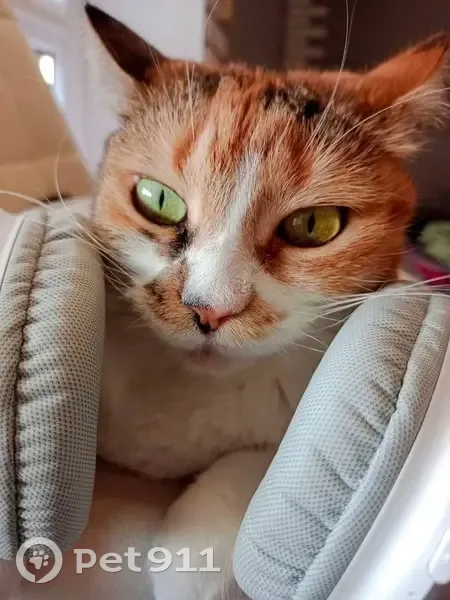 Пропала кошка, Солнечная ул., 705 - photo