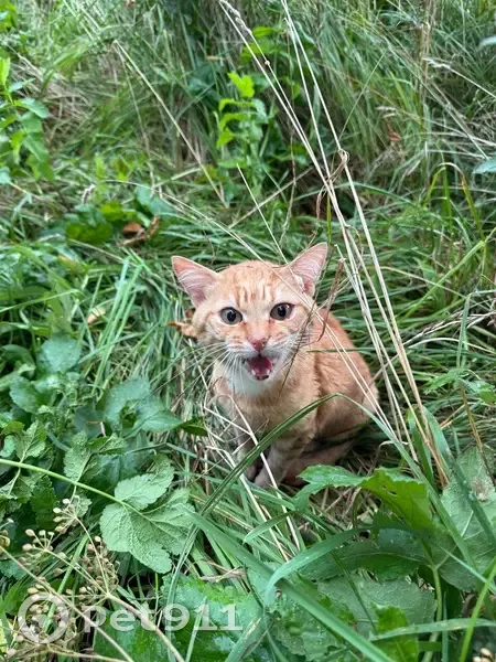 Кошка найдена на ул. Хромова, 8, Тверь - photo