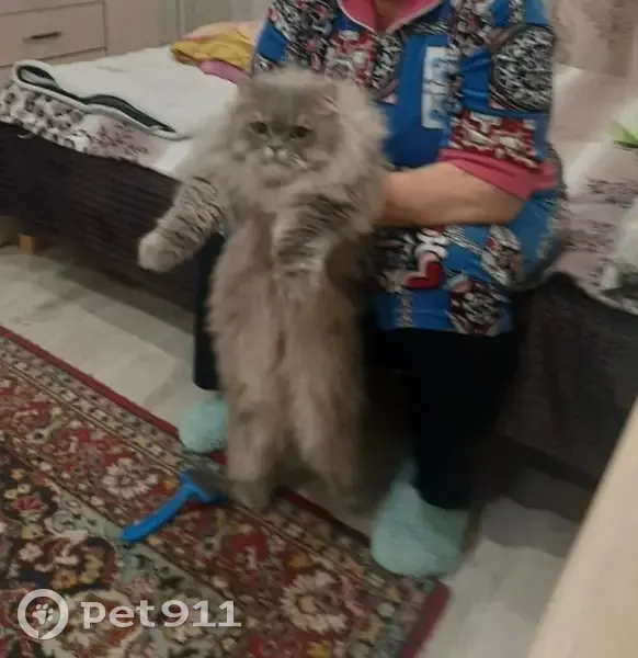 Пропала кошка, Сибирская ул., Новый Уренгой - photo