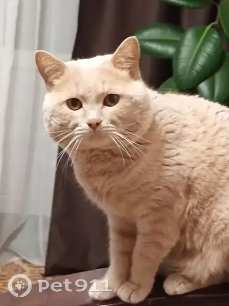 Пропала кошка, Набережная ул., Зоркинское - photo