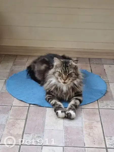 Пропала кошка, ул. Вагнера, 141А, Челябинск - photo