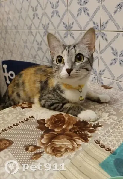 Пропала кошка, ул. Тропинина, Нижний Новгород - photo