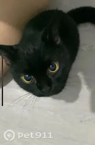 Чёрная кошка найдена, ул. Ленина, 46 - photo