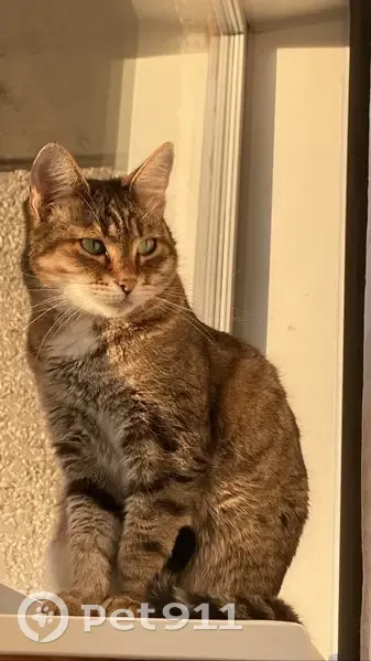 Пропала кошка, Уральский пр., 46, Н. Тагил - photo