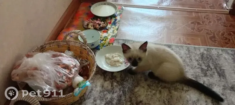 Пропала сиамская кошка, Челябинск - photo