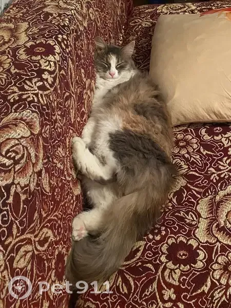 Пропала кошка в Ишмухаметово, Башкортостан - photo