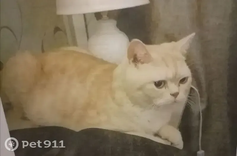 Пропала кошка в СНТ Камень, Семилужки - photo