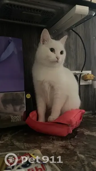 Пропал белый кот, ул. Менделеева, Волгоград - photo