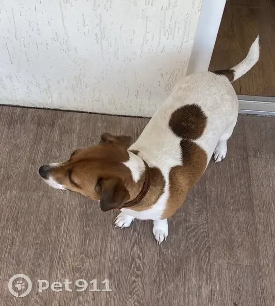 Пропала собака на трассе М4 «Дон», 1025 км - photo