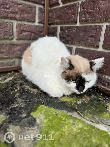 Трехцветная кошка найдена: Соляной пер, 7 - photo